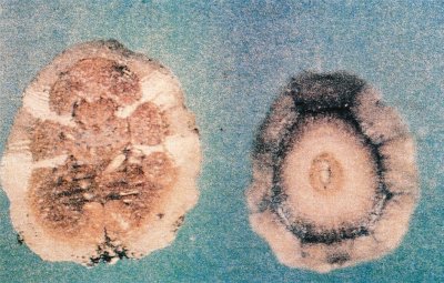 Kanlı balsıra ergin dişilerin üstten ve alttan görünüşü